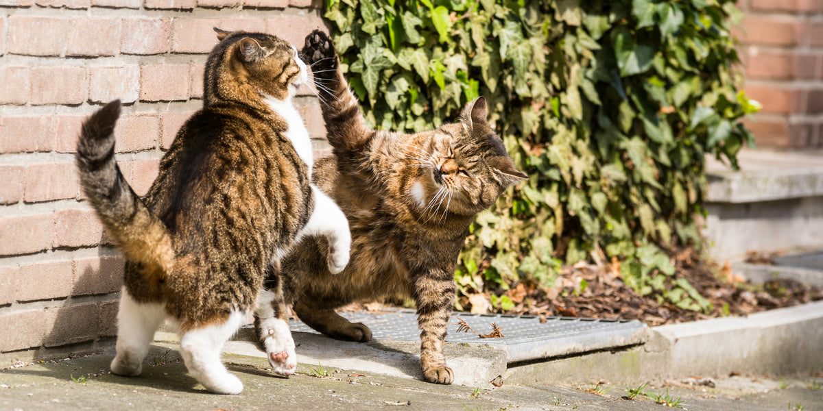 deux chats qui jouent