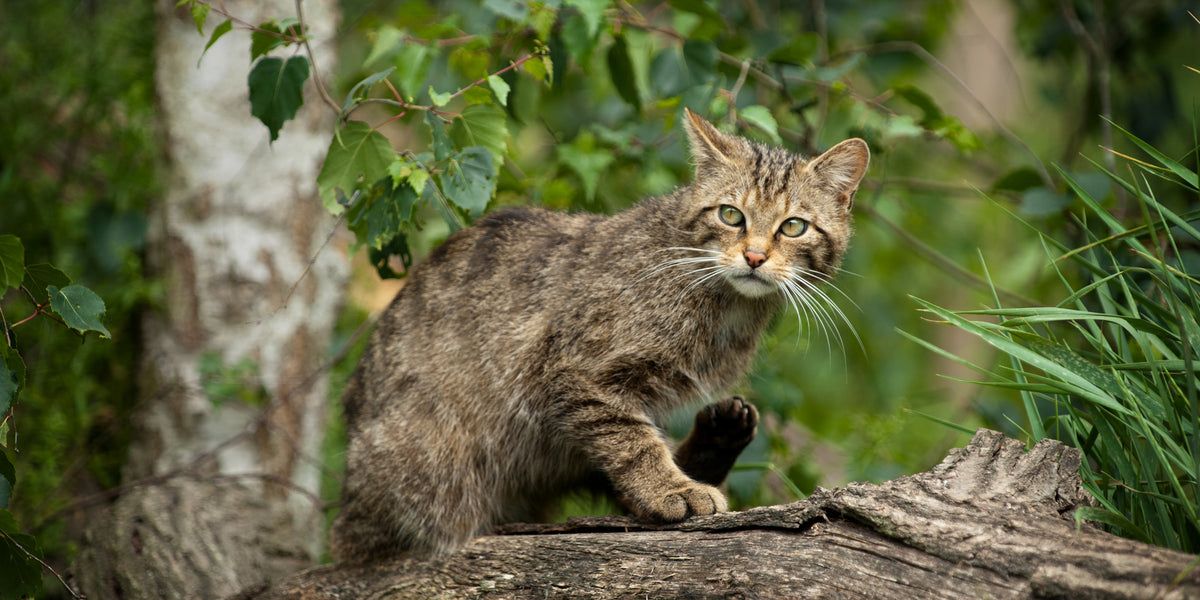 Chat sauvage : quelles différences avec le chat domestique