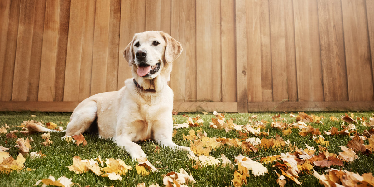 Pourquoi mon chien creusetil des trous dans le jardin ? ÉQUILIBRE & INSTINCT
