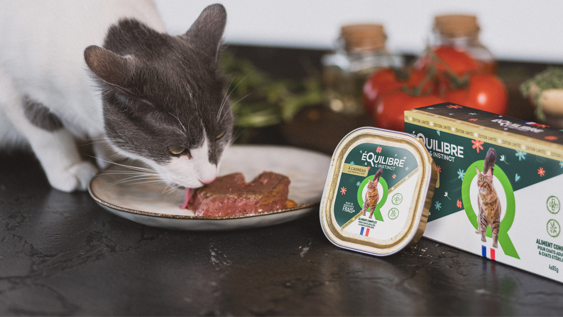 Choisir la pâtée de son chat : nos conseils !