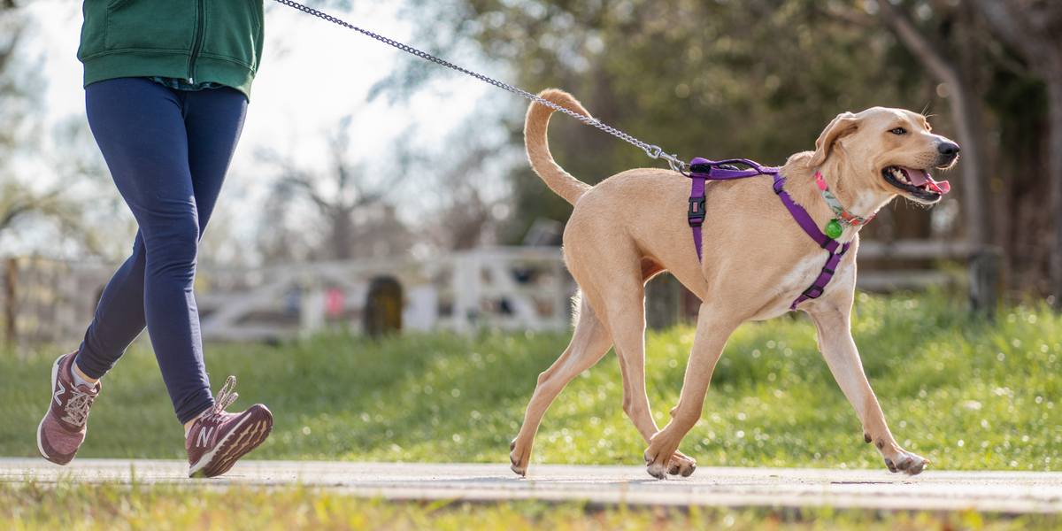 Materiel pour courir avec son chien outlet