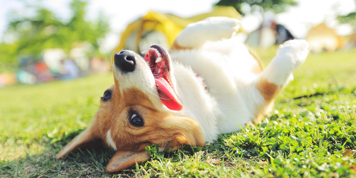 Comportements du chien 10 attitudes décryptées ÉQUILIBRE & INSTINCT