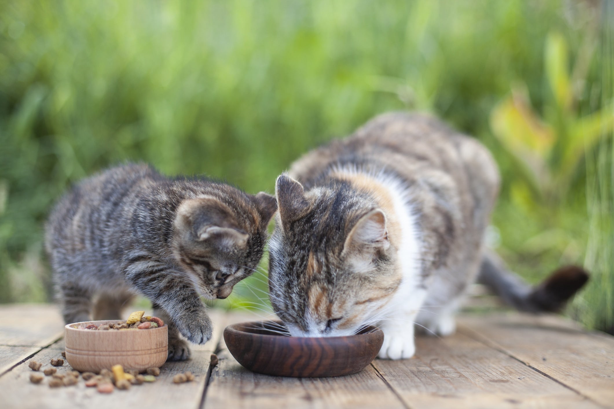 Comment nourrir un chaton ?