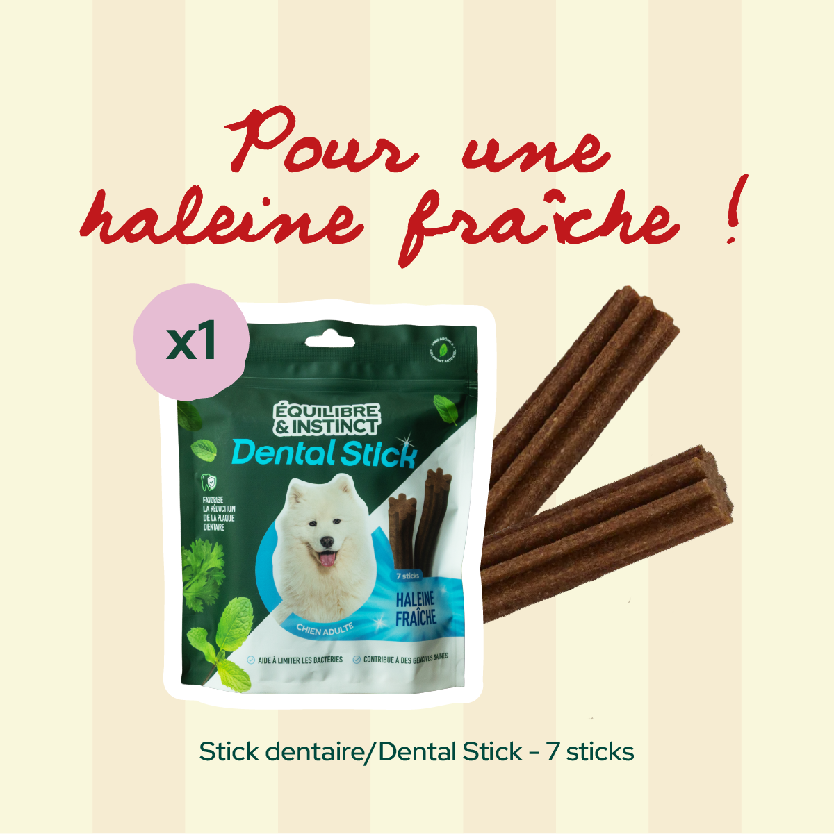 Pack 1er rendez-vous - Moy. / Grande taille (chien adulte)