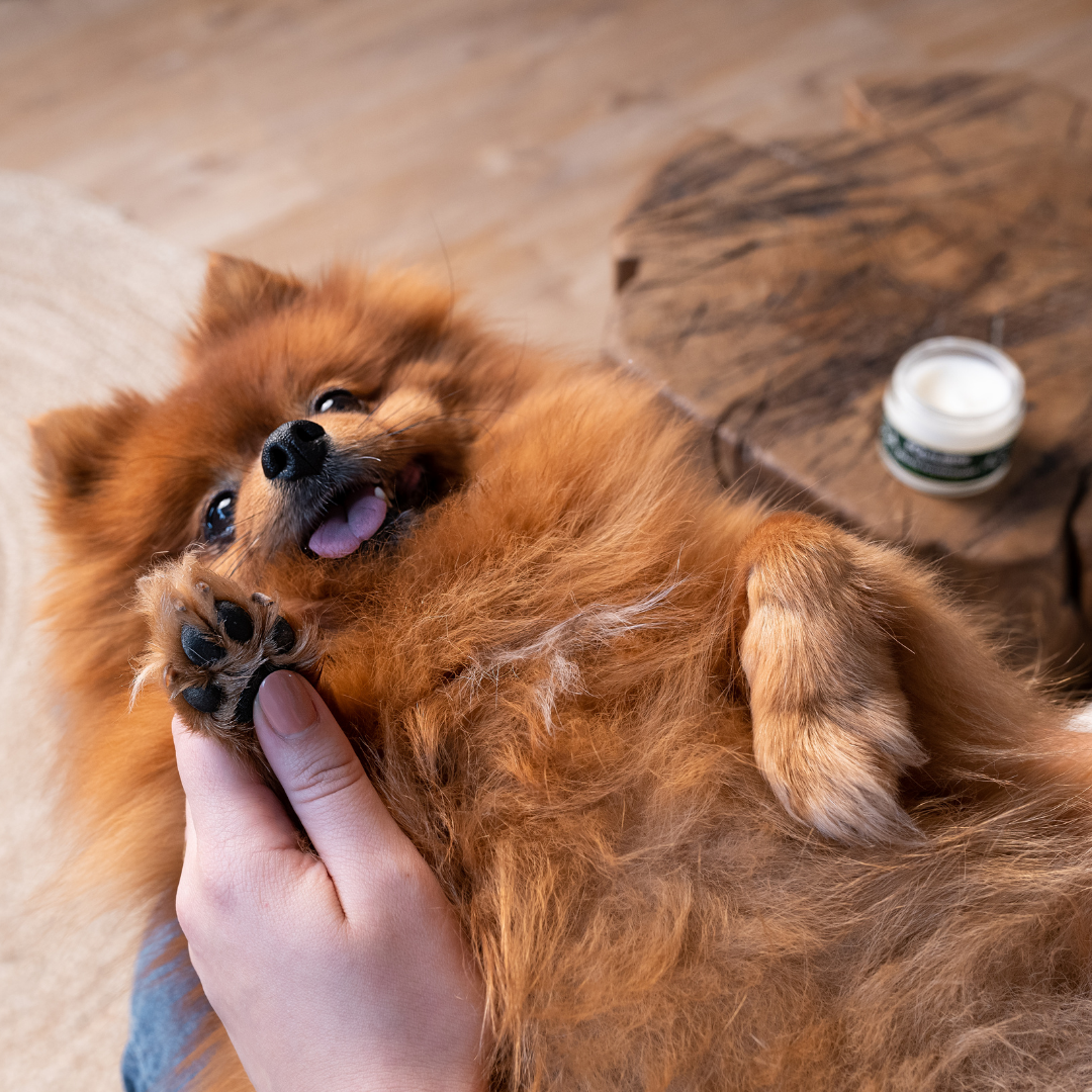 Appliquer un soin nourrissant sur les pâtes de son chien - Équilibre & Instinct