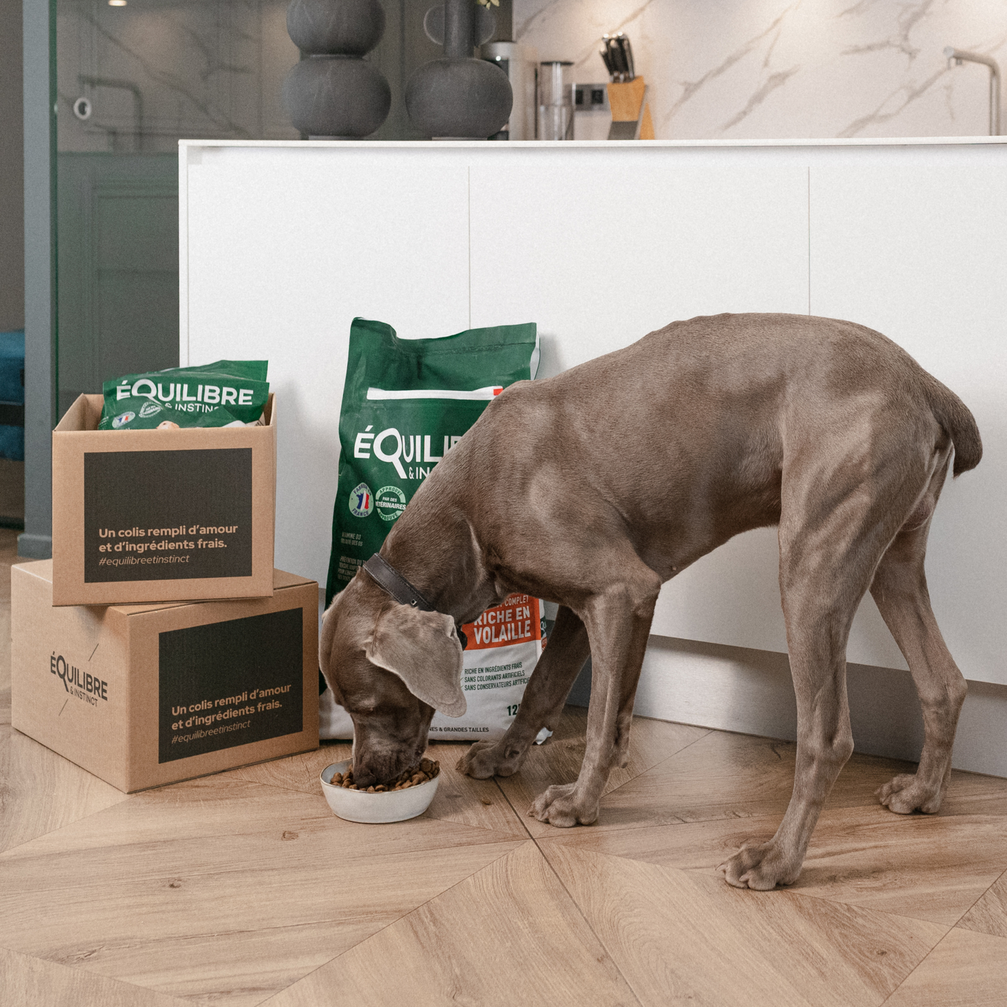 Échantillon de croquettes riches en volaille - Moy. / Grande taille (Chien adulte)