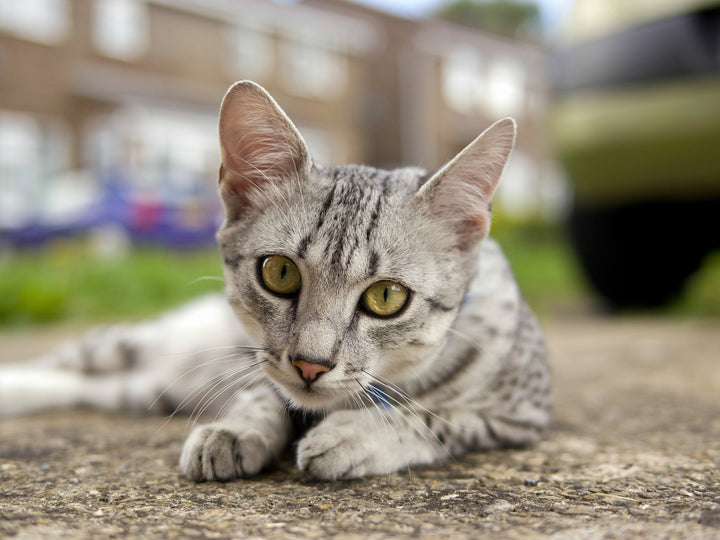Pourquoi mon chat éternue-t-il ?