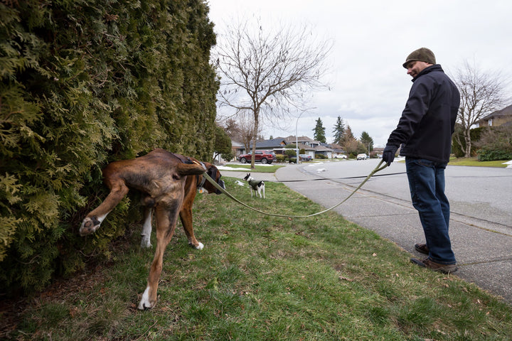 Comment le chien marque-t-il son territoire ?