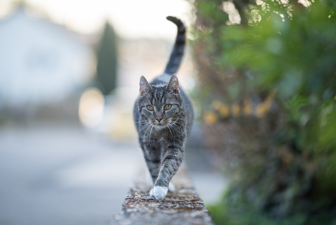 Comment protéger son chat du froid ?