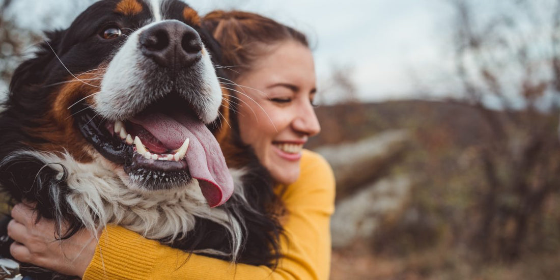 6 raisons pour lesquelles les chiens sont bons pour la santé