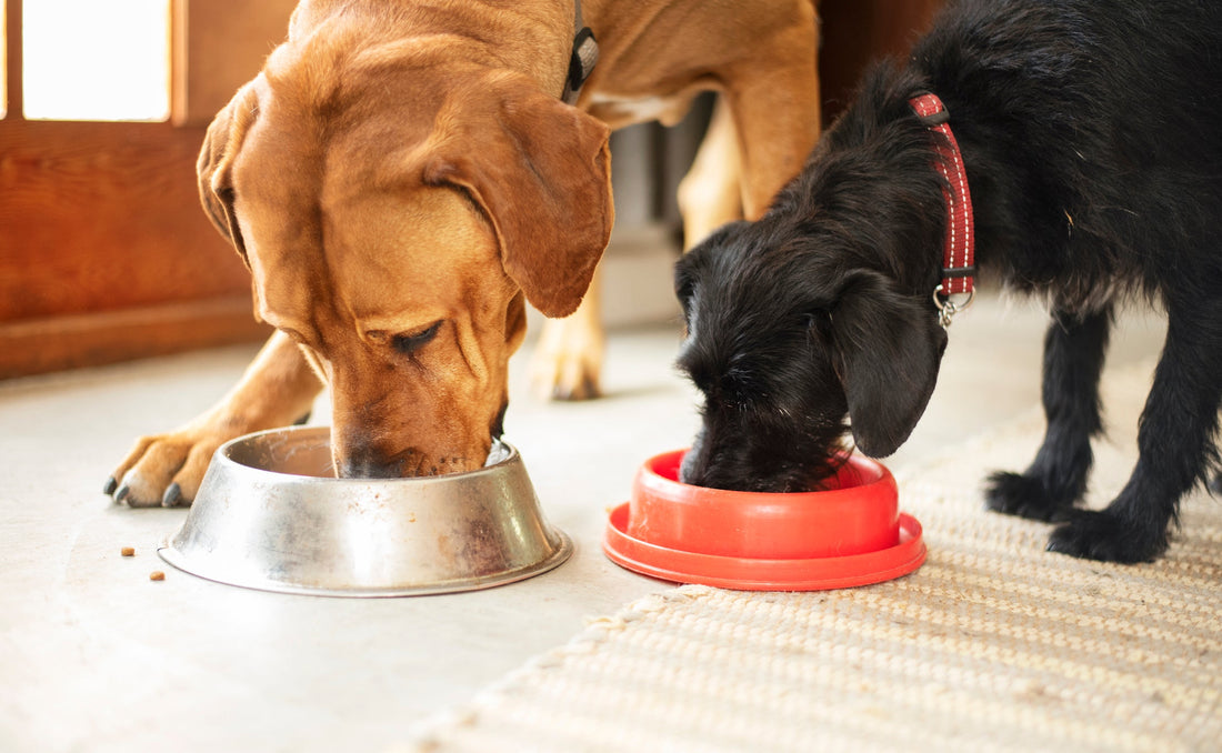 Bien nourrir son chien : les règles de base