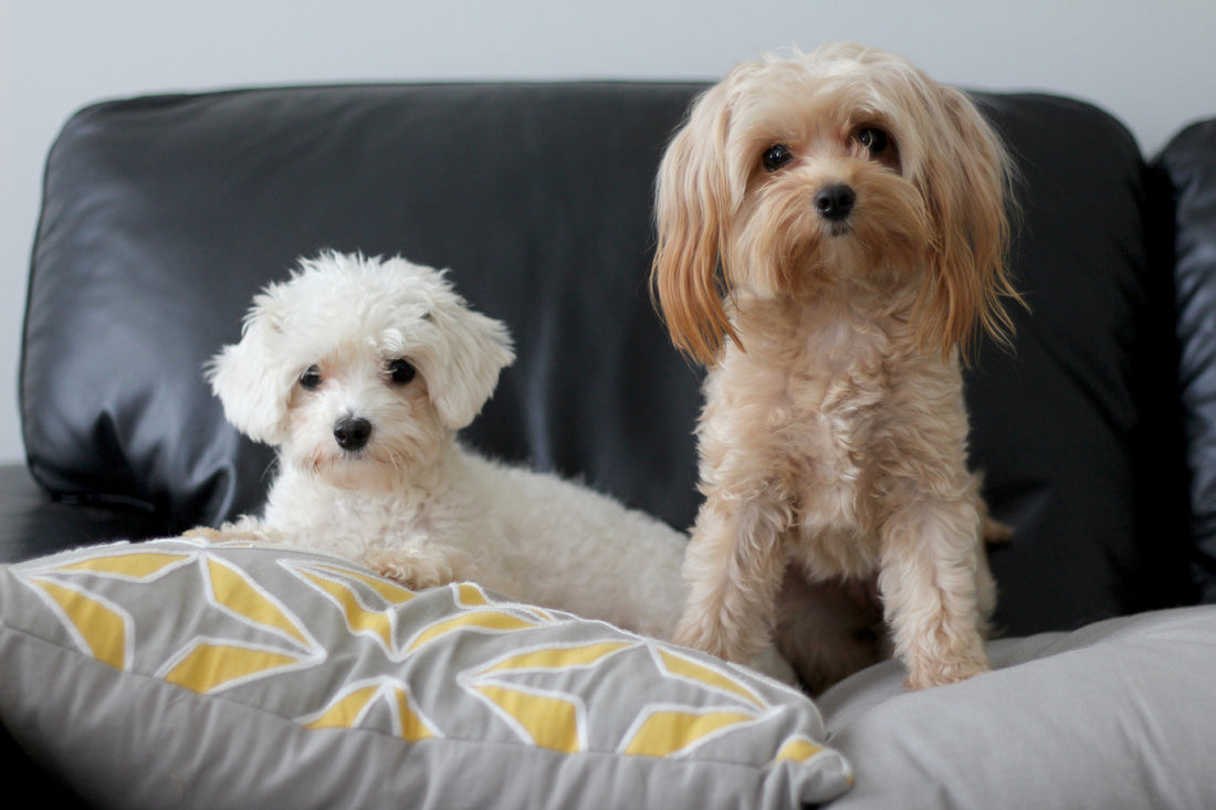 Adopter un 2ème chien : quelle race pour une bonne entente ?
