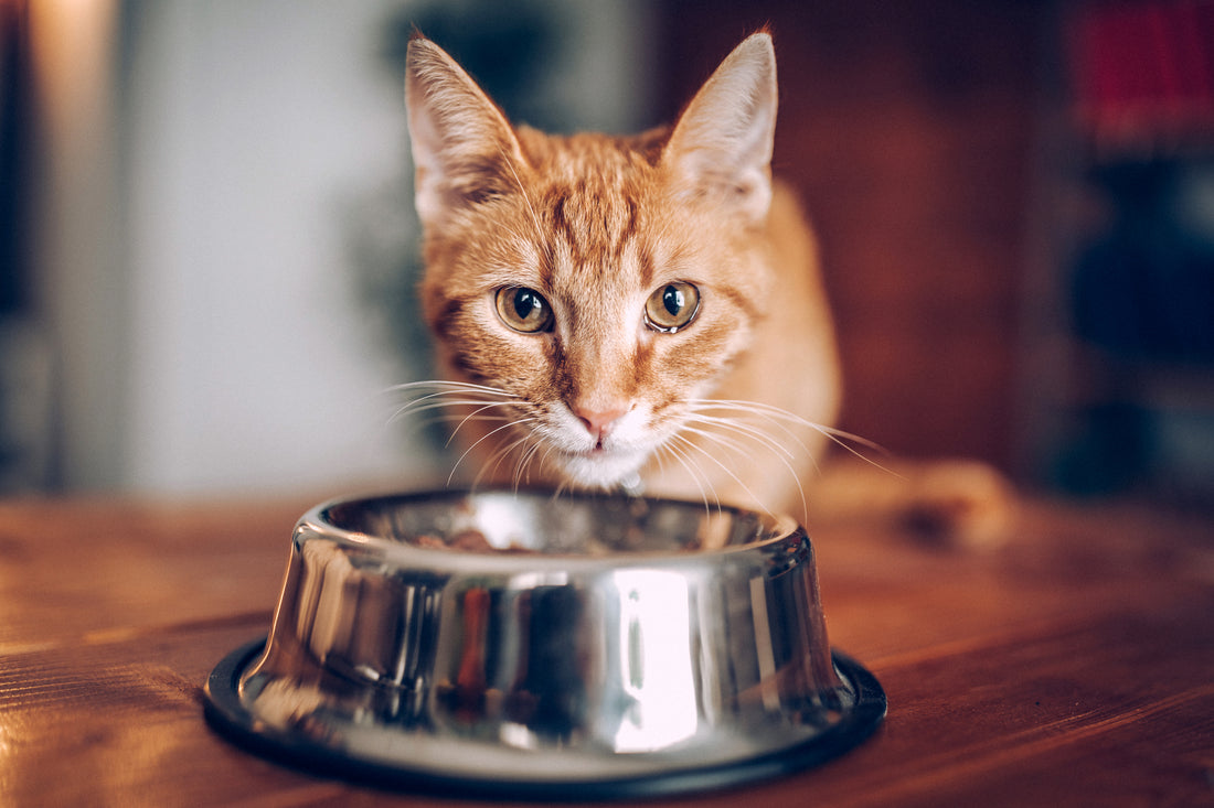 Bien nourrir son chat : 5 règles de base