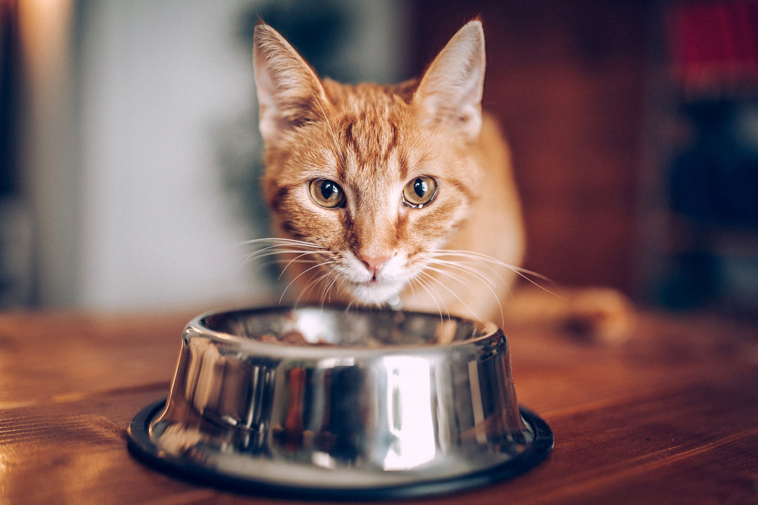 Bien nourrir son chat : 5 règles de base