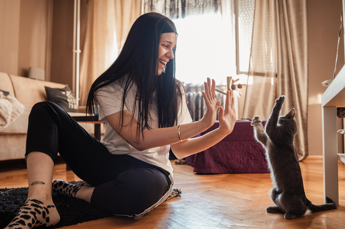 5 raisons pour lesquelles les chats rendent nos vies meilleures