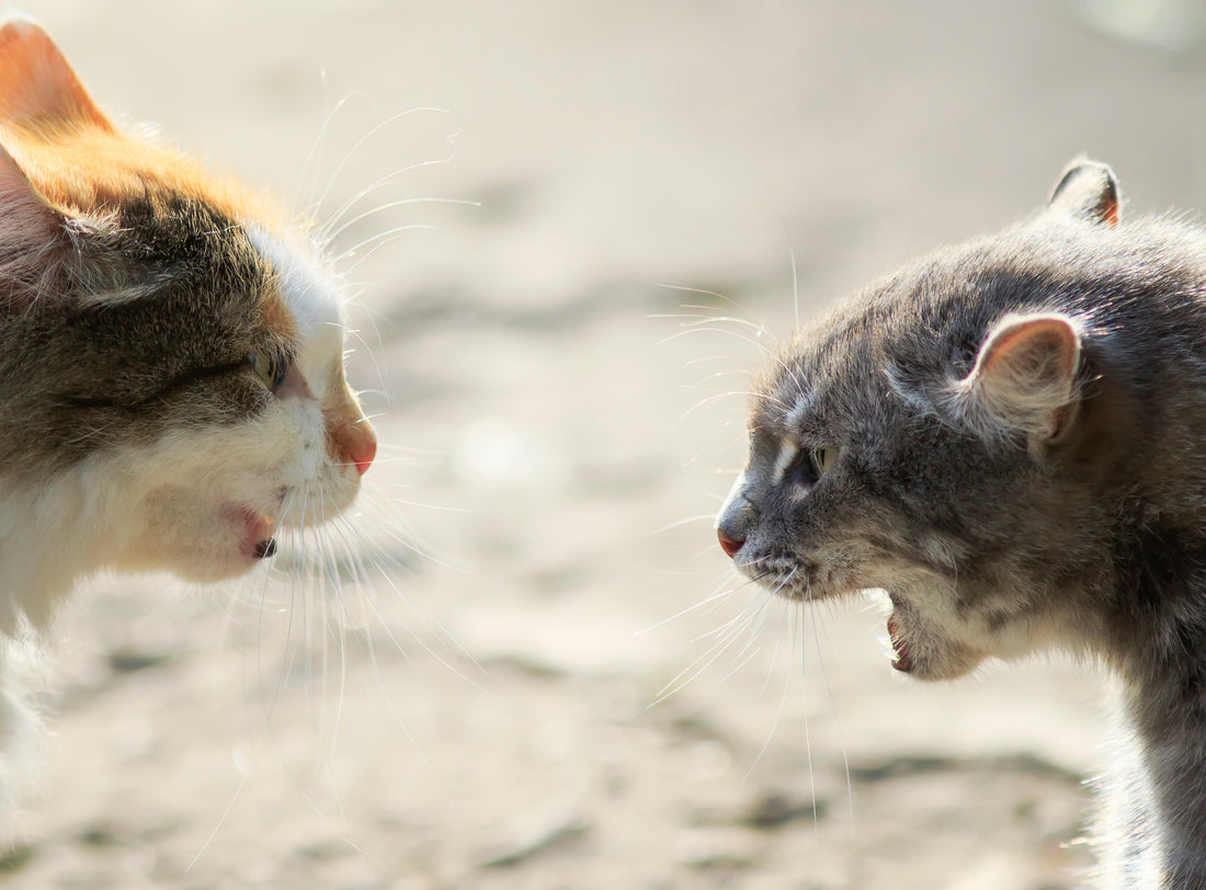 Bagarres entre chats : que faire et comment les éviter ?