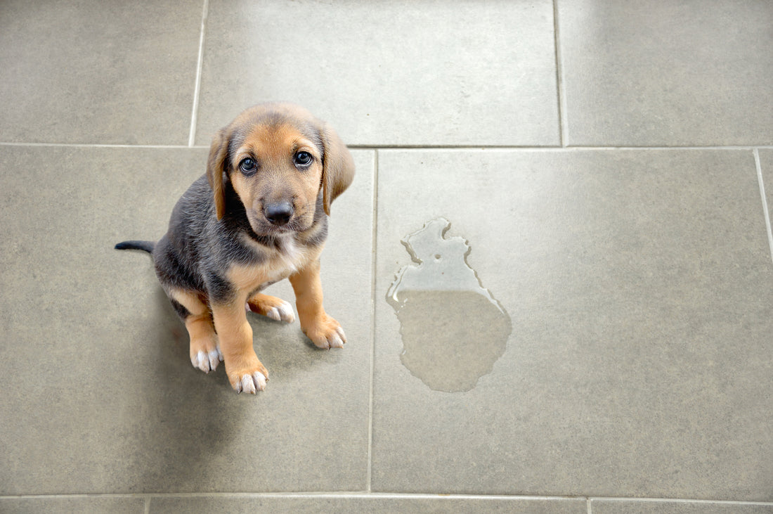 Chiot et propreté : comment lui apprendre à être propre ?