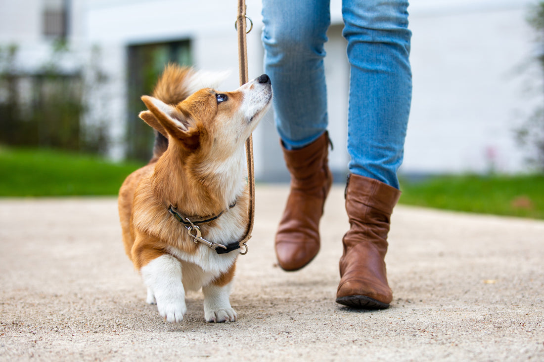 Chien en laisse : comment lui apprendre la promenade ?