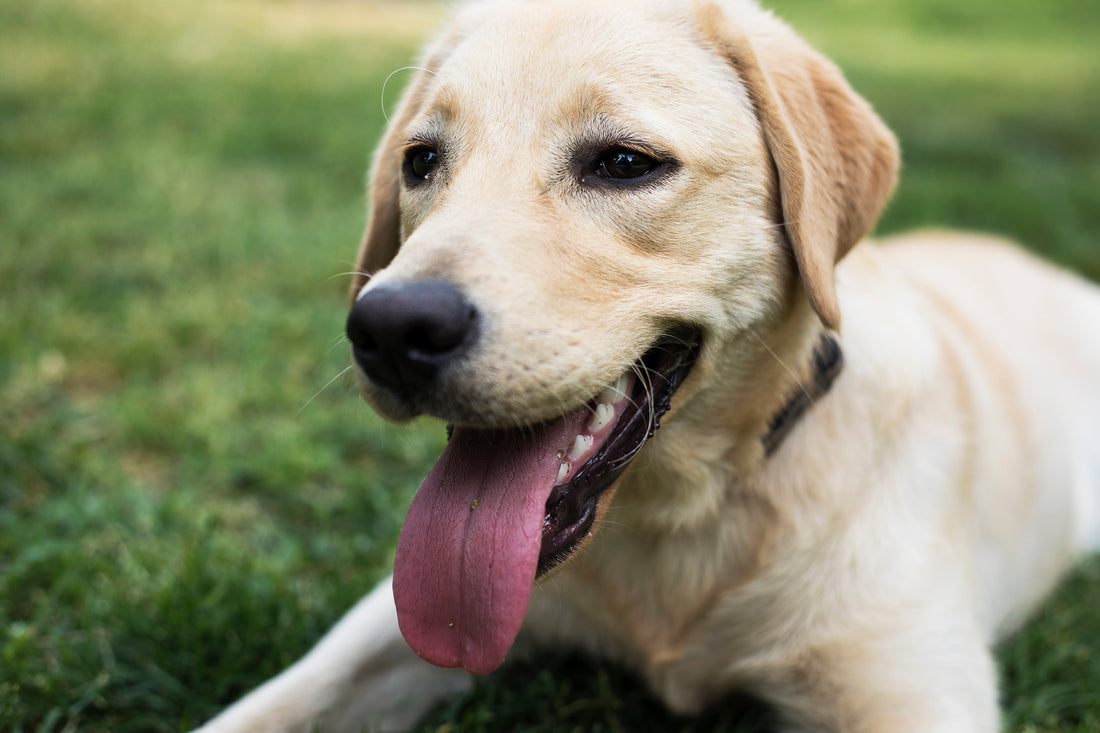 Éviter que son chien ne fugue sans arrêt : 4 solutions