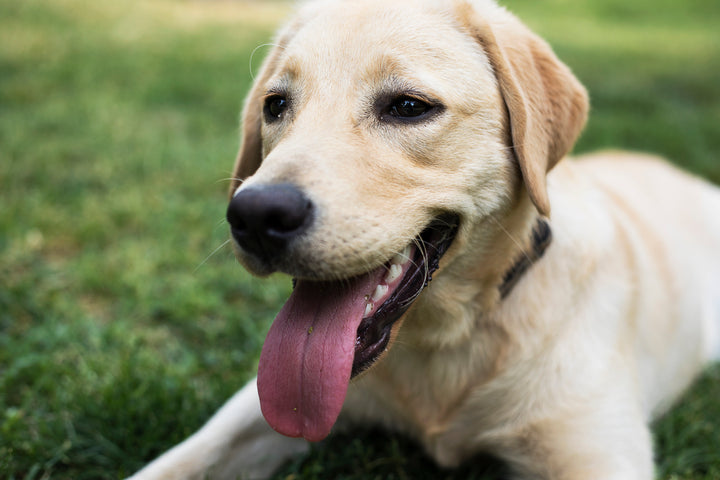 Éviter que son chien ne fugue sans arrêt : 4 solutions