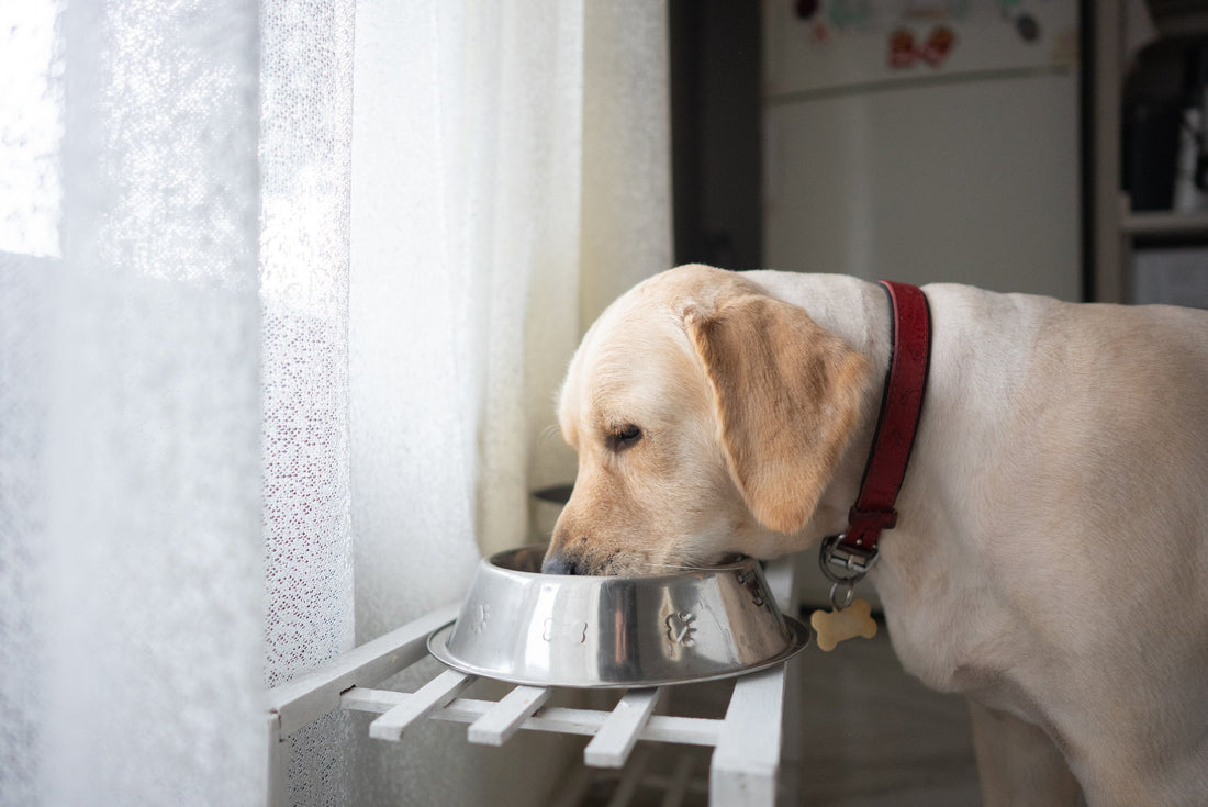 Faut-il placer la gamelle de son chien en hauteur ?