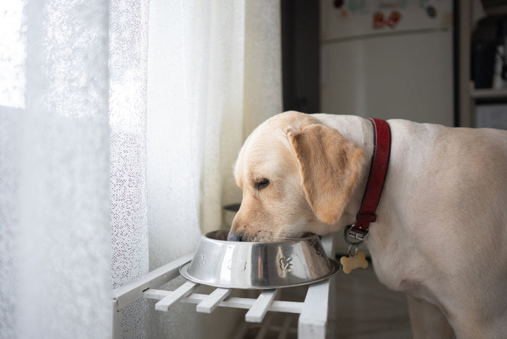 Faut-il placer la gamelle de son chien en hauteur ?