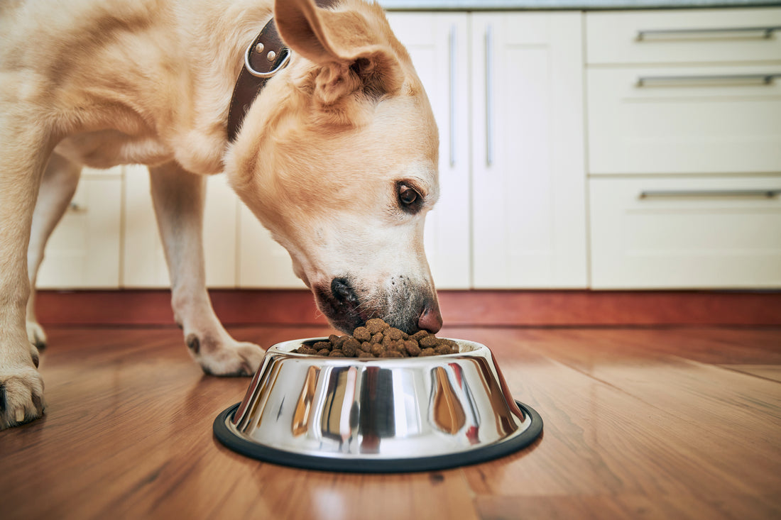 Pourquoi mon chien a-t-il toujours faim ?