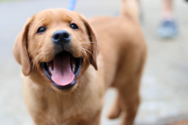 Pourquoi les chiens ont-ils des moustaches ?
