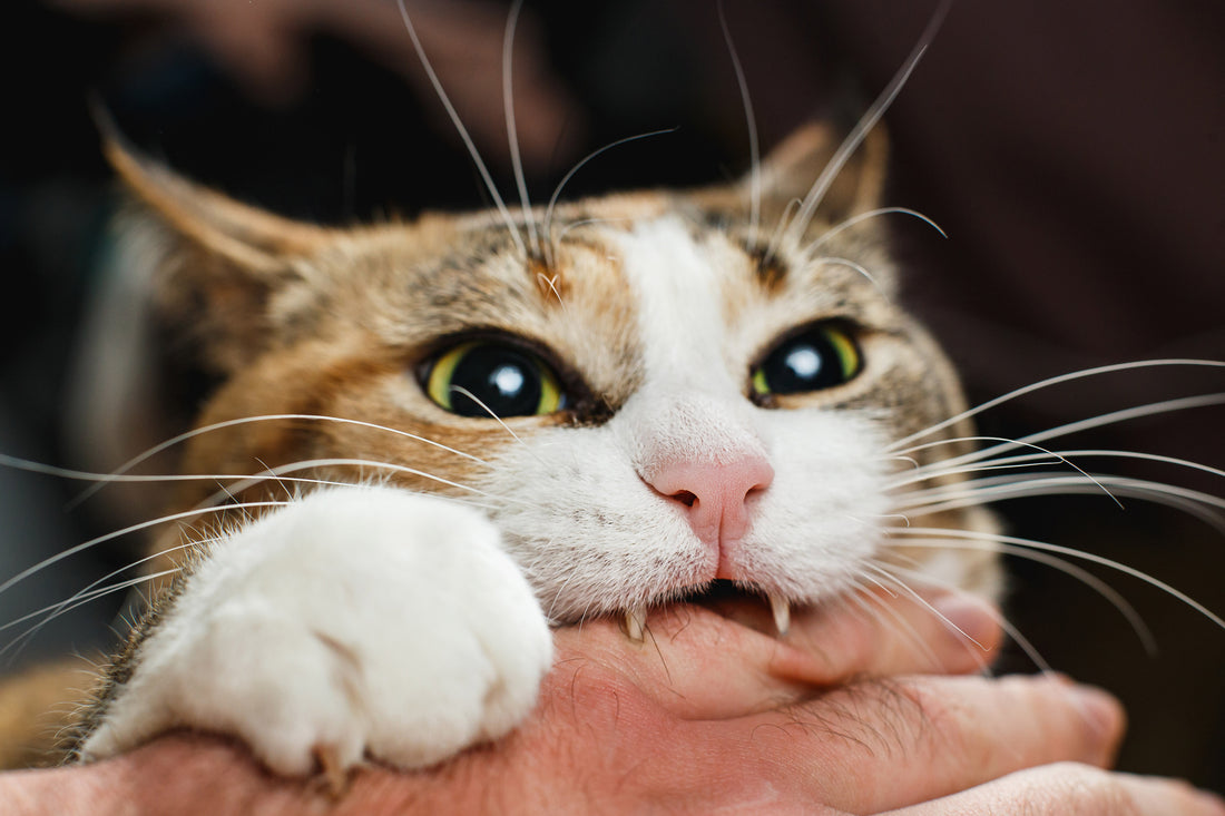 Pourquoi les chats mordent-ils ?