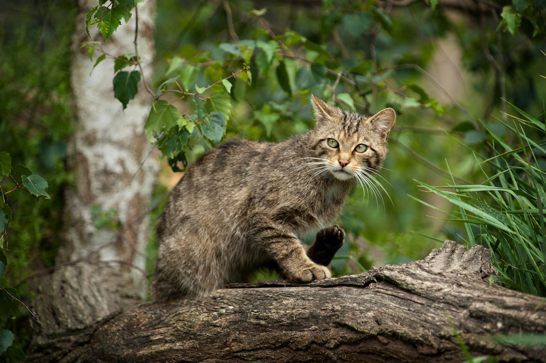 Chat domestique et chat sauvage : comment les différencier ?