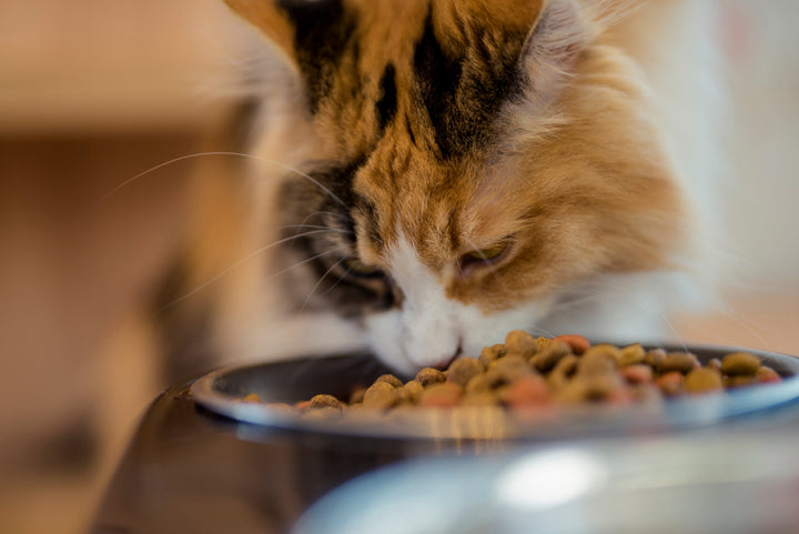 Comment bien nourrir mon chat qui vit en intérieur ?