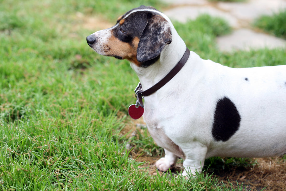 5 conseils pour aider son chien à maigrir