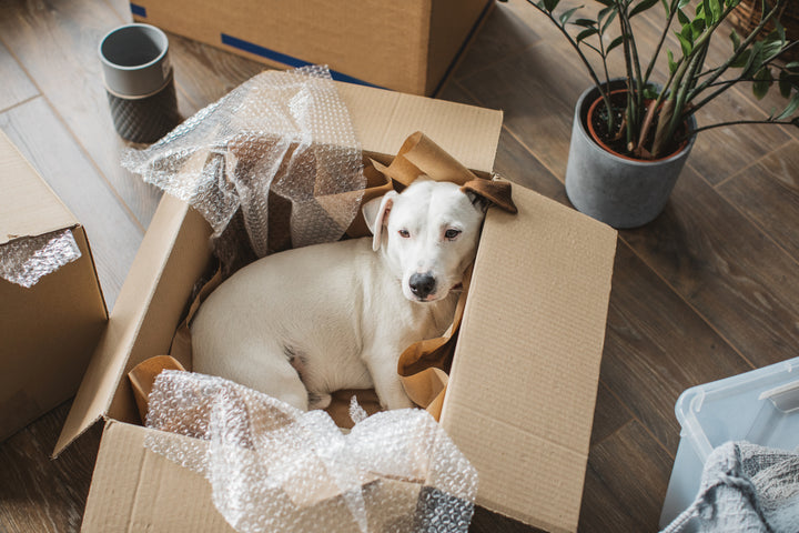 Comment déménager avec son chien ?