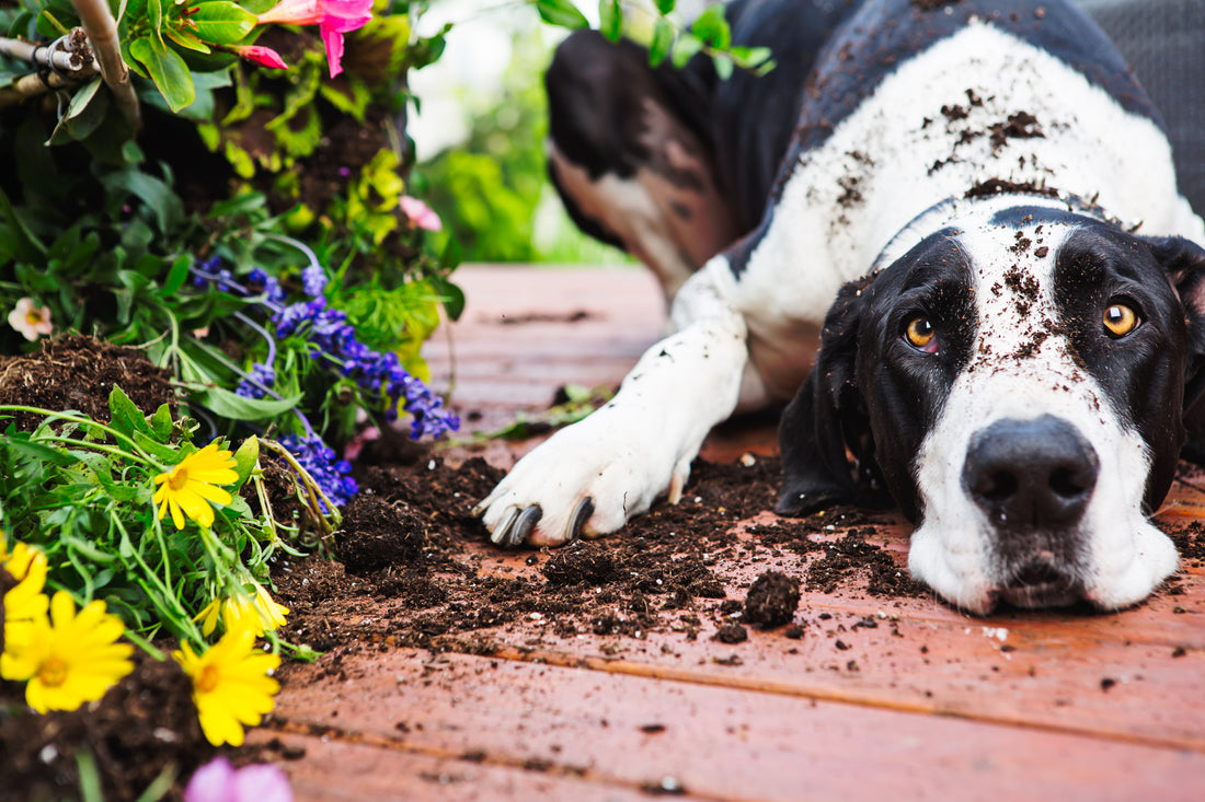 Les 10 plantes les plus toxiques pour les chiens