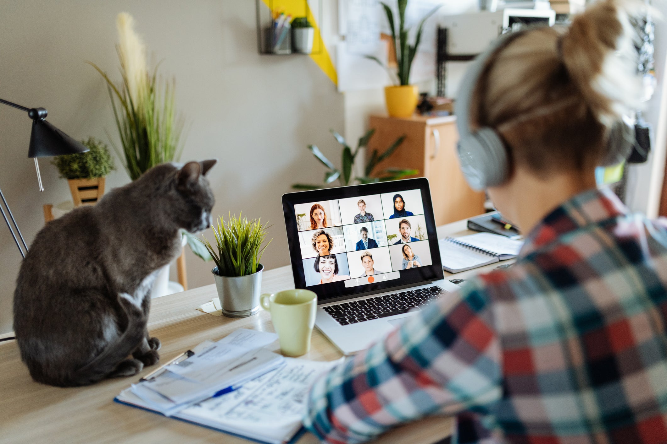 Télétravail avec un chat : comment gérer la cohabitation ? – Équilibre &  Instinct