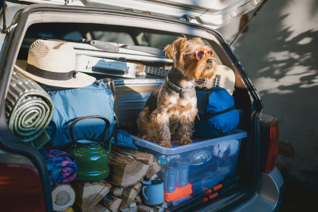 Comment faire du camping avec son chien ?