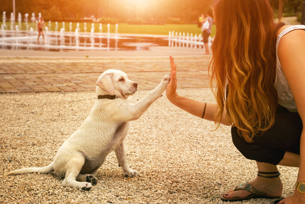 Renforcement positif du chien : une éducation canine réussie