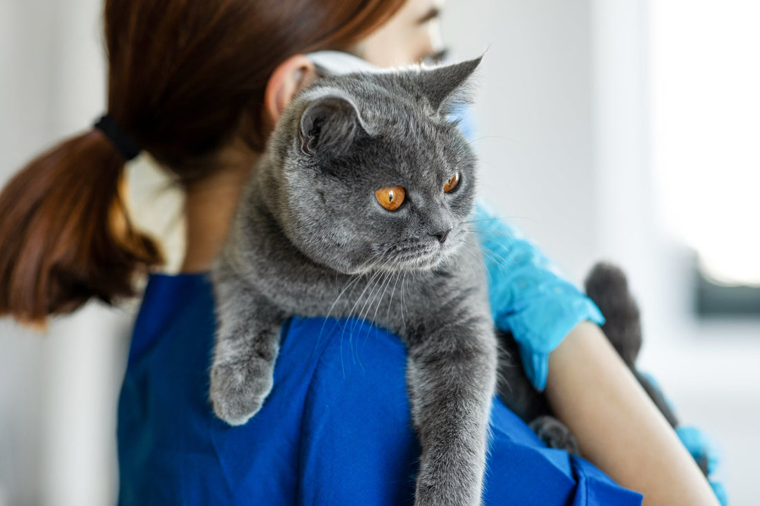 Comment mettre un chat dans une cage de transport ?