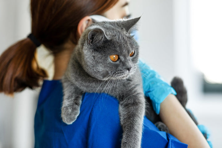 Comment mettre un chat dans une cage de transport ?