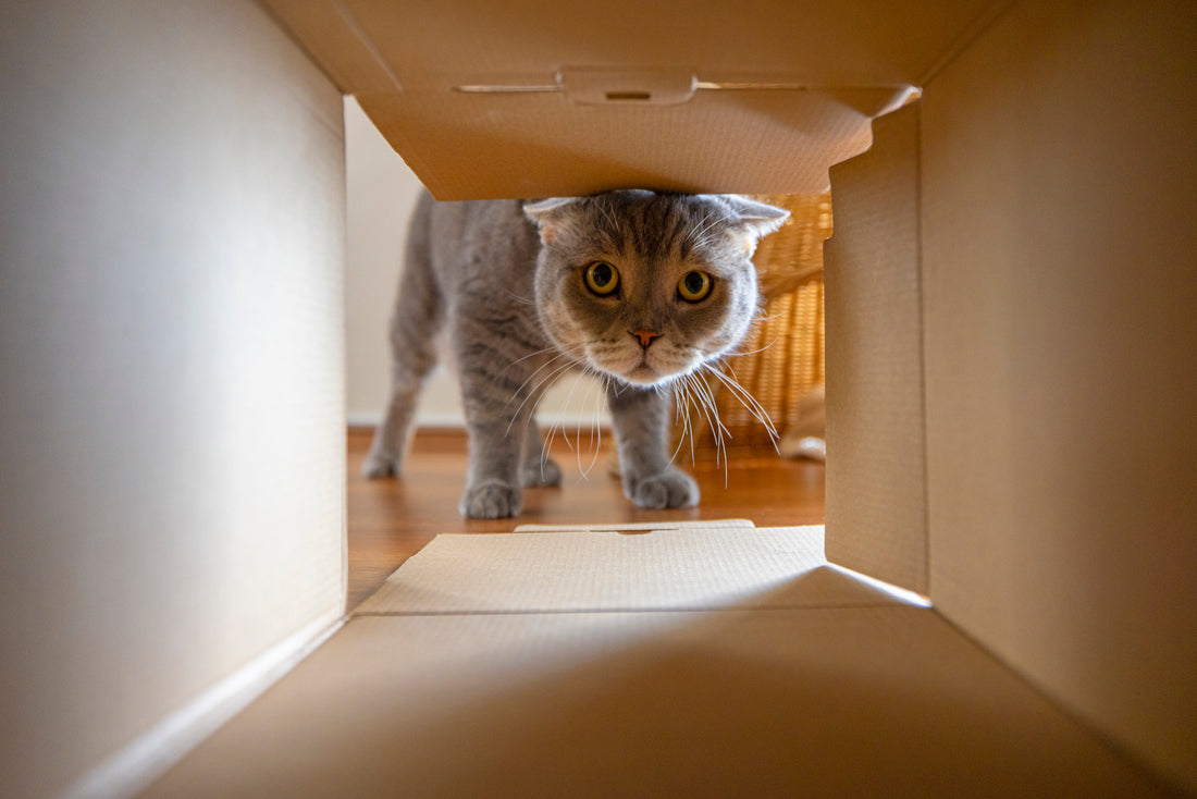 Parasites internes chez le chat : comment les éliminer ?