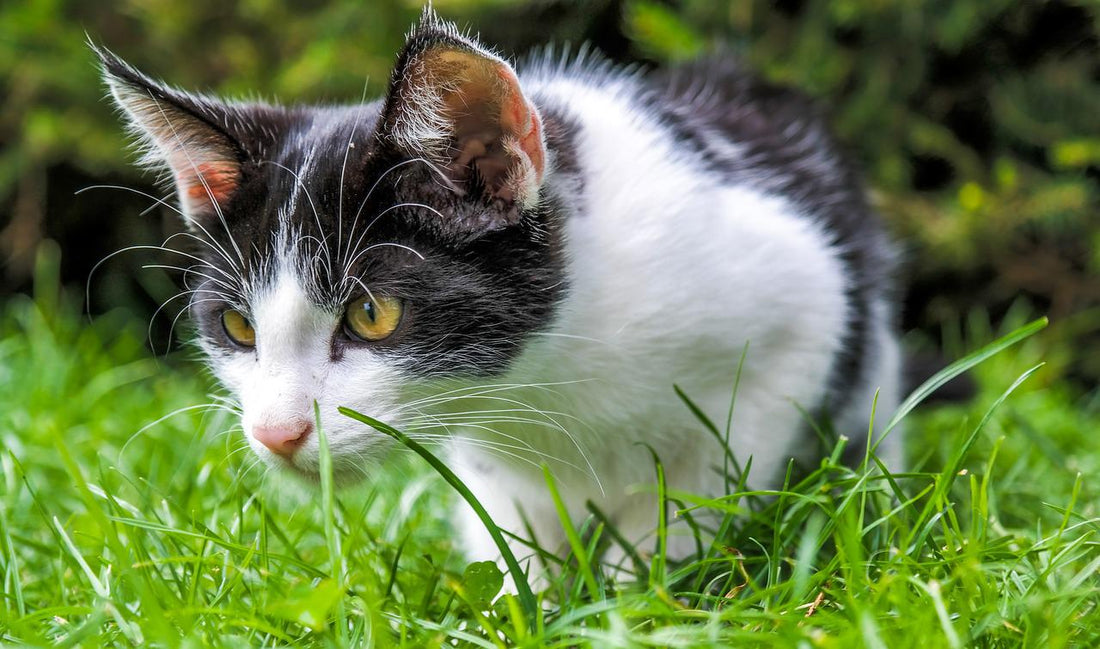 La cataire ou herbe-aux-chats, une plante euphorisante