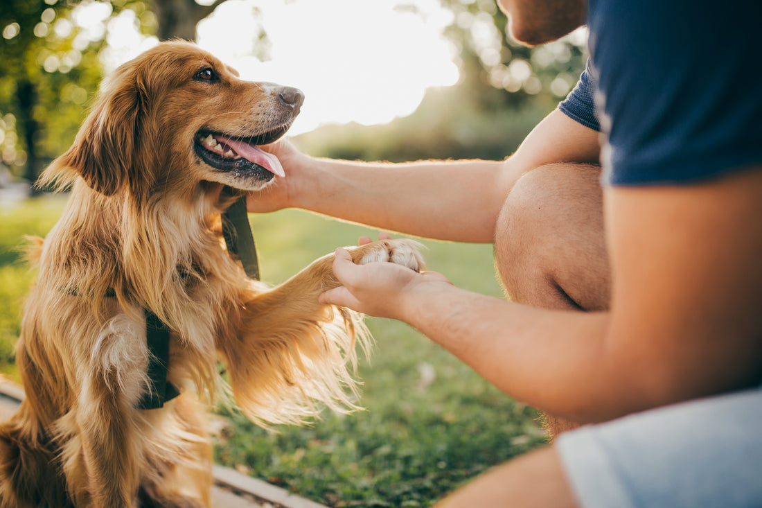 8 signes qui montrent que votre chien vous aime