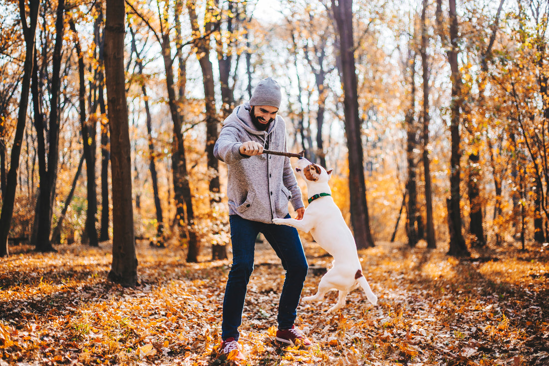 Comment protéger les pattes de son chien en hiver des engelures et blessures ?