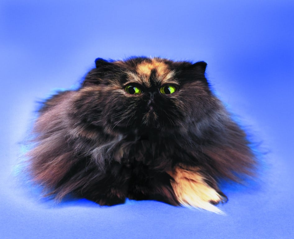 comment bien caresser son chat !