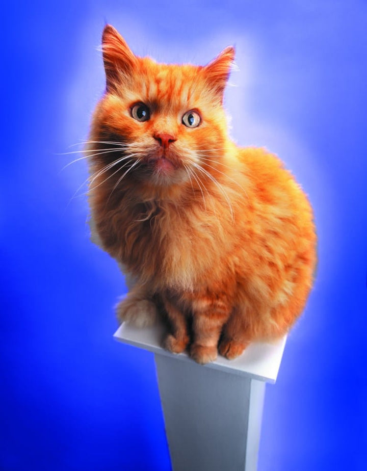 LE FeLV, Virus de la leucose féline ou leucémogène félin