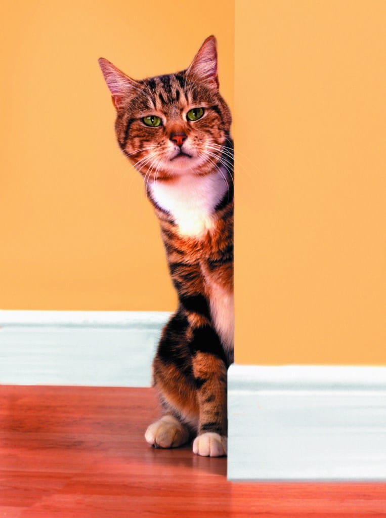 le chat : mythe ou réalité