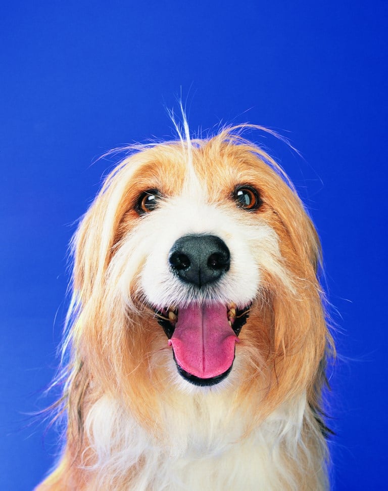 L'haleine du chien