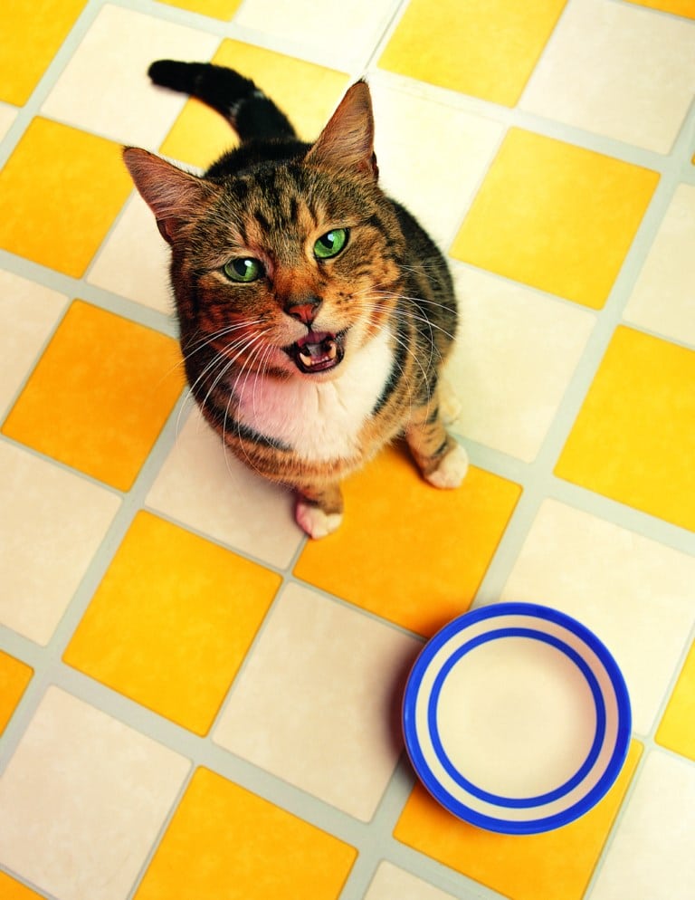 mon chat boit peu, un vrai dromadaire !!