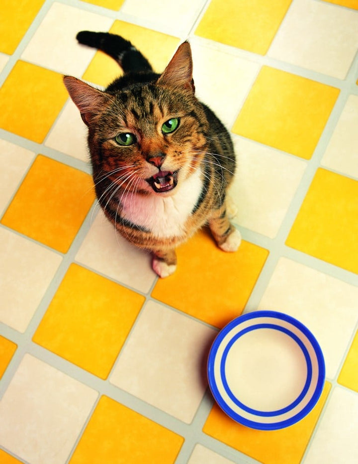 mon chat boit peu, un vrai dromadaire !!