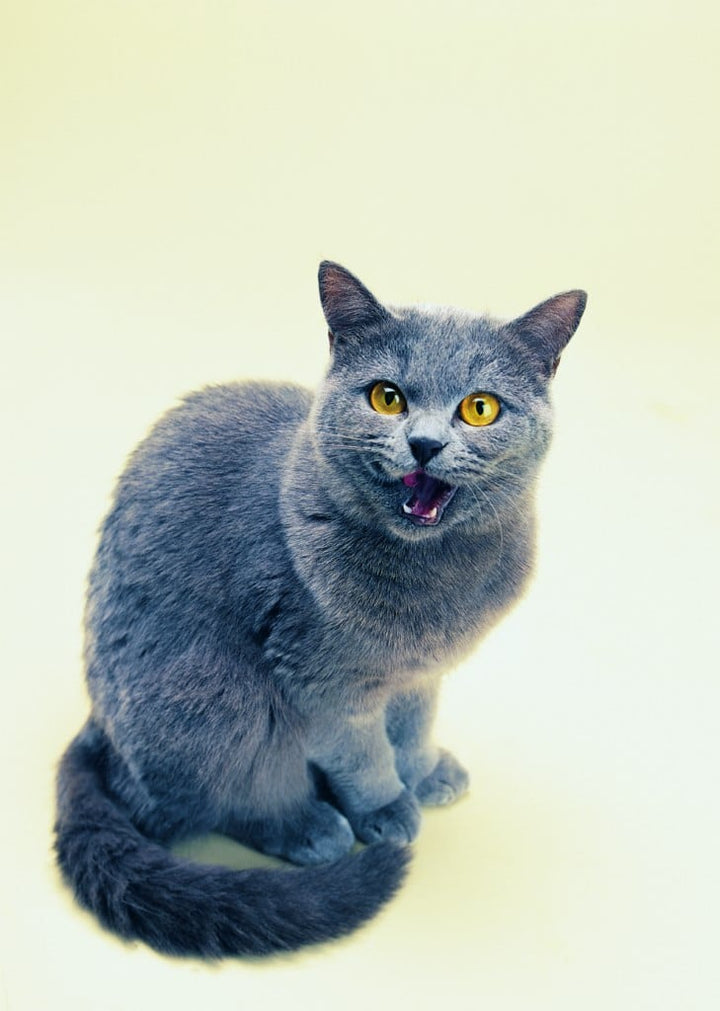 Le chartreux, à la découverte de la race !